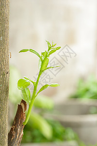 法菲尔莱姆或贝加莫特树叶图片