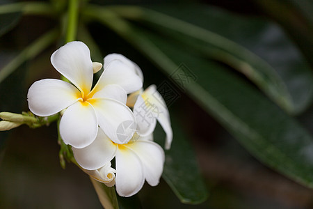 热带大李风植物 花朵美丽的白花图片