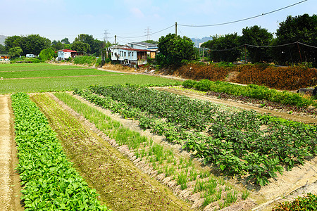 外地阳光场地绿色土地植物环境风景院子蔬菜小路图片