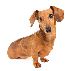 Dachshund 狗狗棕色生活动物头发宠物世俗救援热狗香肠白色图片
