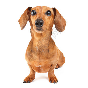 Dachshund狗画像白色小狗头发救援动物香肠棕色宠物世俗热狗图片