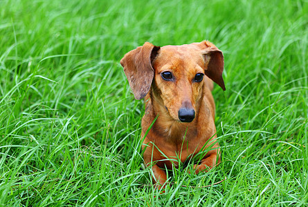 Dachshund 狗在草地上图片