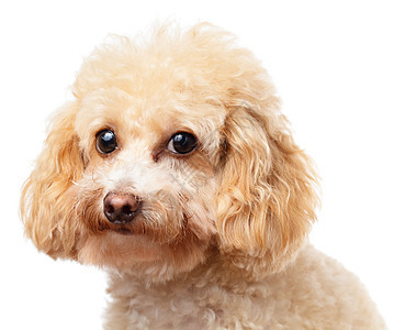 狗狗画像动物宏观朋友全身卷曲眼睛玩具头发贵宾爪子图片