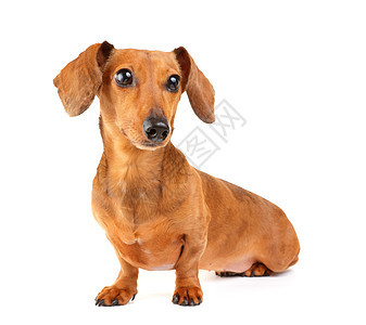 Dachshund狗画像动物宠物头发白色生活热狗世俗香肠救援棕色图片