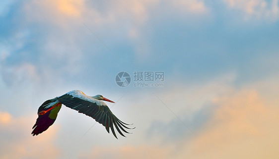 白飞行动物翅膀栖息地野生动物高度航班蓝色观鸟空气羽毛图片