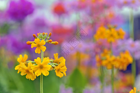 大型黄色春花太阳妈妈郁金香季节花园场地叶子紫色植物群花店图片