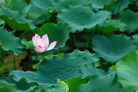 莲花池塘绿色风化植物学荷花粉色花瓣花园叶子百合植物图片