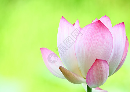 粉色莲花荷花核桃属花瓣百合天空风化叶子花园植物学植物图片