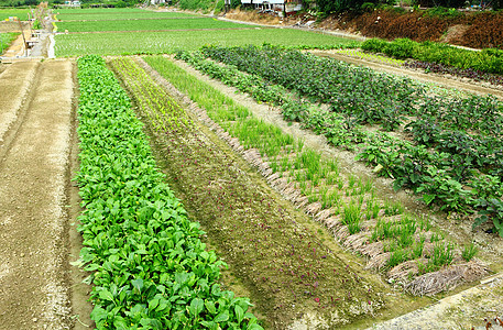 农用农场和农产品产品生长种子食物土地农业乡村收成农田土壤图片
