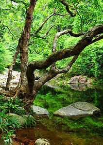 带湖泊的森林太阳公园植物热带石头环境丛林风景池塘岩石图片