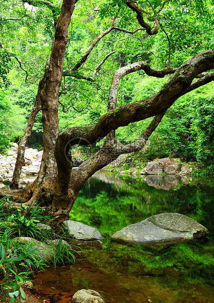 带湖泊的森林太阳公园植物热带石头环境丛林风景池塘岩石图片