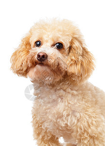狗狗画像棕色动物卷曲贵宾白色金子头发朋友眼睛爪子图片