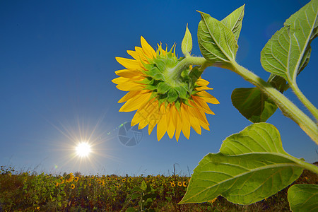 向日向字段阳光场地向日葵植物季节种植园天空花瓣草地魔法图片