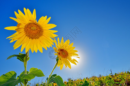 向日向字段花瓣天堂天空射线太阳阳光日落叶子向日葵晴天图片