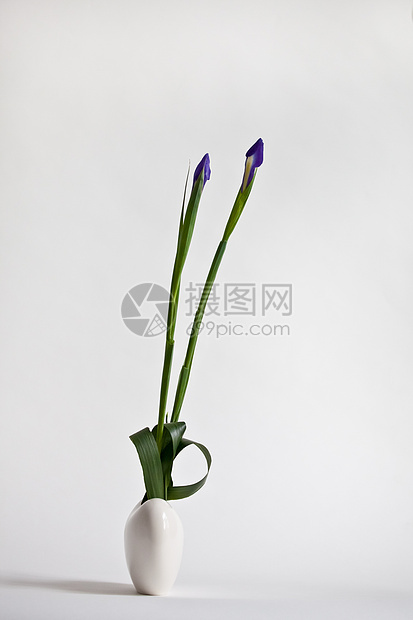 Ikebana 与两双月升 在光背景上图片