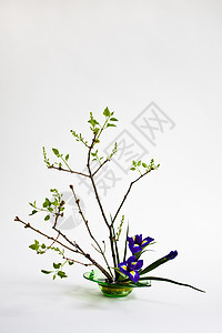 Ikebana 与月花和 lilac 在光背景上展示阴影植物群绿色鸢尾花白色蓝色花蕾花瓶紫色图片