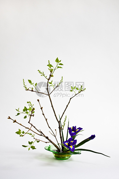 Ikebana 与月花和 lilac 在光背景上展示阴影植物群绿色鸢尾花白色蓝色花蕾花瓶紫色图片