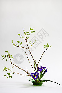 Ikebana 与月花和 lilac 在光背景上鸢尾花白色作品花瓶展示花道蓝色植物花蕾紫丁香图片