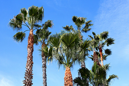 棕榈树晴天情调异国棕榈热带天空假期场景叶子蓝色图片