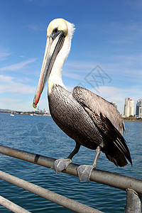 佩利卡码头港口蓝色身体野生动物天空鸟类海岸环境水鸟图片
