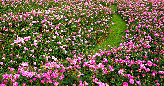 小玫瑰花园园艺玫瑰公园植物群热带叶子灌木场地季节植物学图片