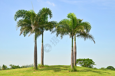 皇家棕榈树图片