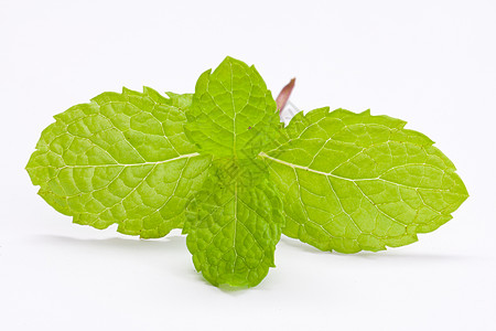 白色背景的新鲜柠檬香水药品植物草本植物工作室烹饪绿色叶子健康芳香香脂图片