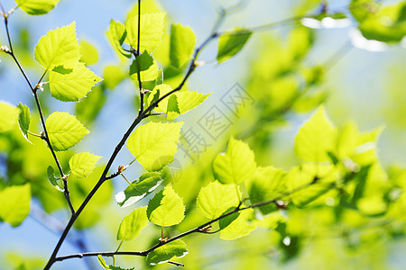 绿叶背景背景天空叶子阳光植物生长季节蓝色桦木树叶绿色图片