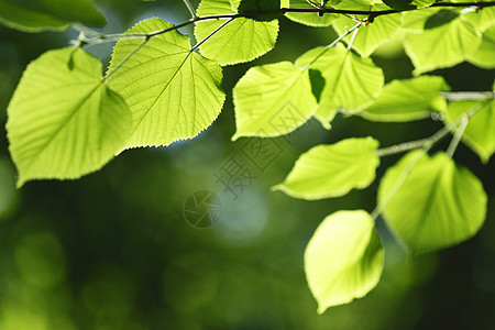 美丽的树叶生长绿色晴天叶子环境公园植物森林阳光图片