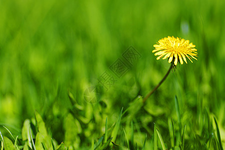 达当量荒野草原草地牧场阳光绿色场地生长植物群季节图片