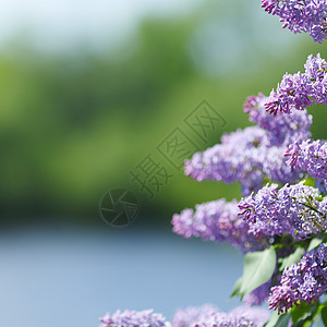 丁香花公园花园宏观蓝色绿色紫色衬套季节香味图片