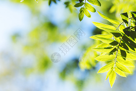 绿叶背景背景森林天空蓝色叶子季节植物环境树叶阳光生长图片