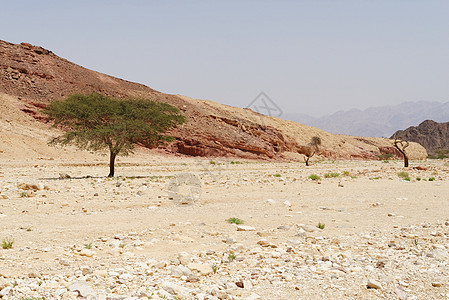 以色列Eilat附近沙漠峡谷的acacia树系列图片