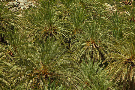 棕榈树的纹质图片