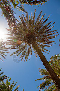 蓝天上的棕榈树天空蓝色植物叶子生长情调椰子异国植物群热带图片