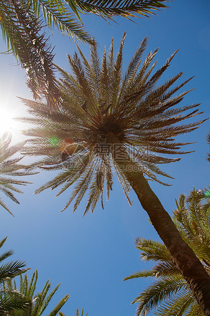 蓝天上的棕榈树天空蓝色植物叶子生长情调椰子异国植物群热带图片