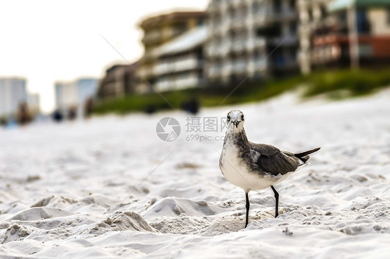 海滩沙滩上的海鸥食物黑色灰色支撑海岸翅膀羽毛图片