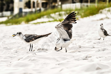 海滩沙滩上的海鸥翅膀海岸羽毛黑色灰色支撑食物图片