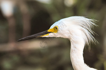 白色egret反射苍鹭沼泽白鹭羽毛猎人钓鱼捕食者动物绿色图片
