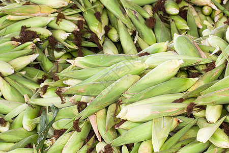 带壳的新鲜玉米粮食场地营养饮食食物蔬菜棒子环境内核农场图片