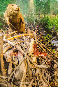 海狸坐在大坝上食物环境木头树叶建设者毛皮分支机构森林哺乳动物尾巴图片