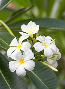 兰朵花异国槐树叶子花园花瓣橙子香水温泉香味情调图片