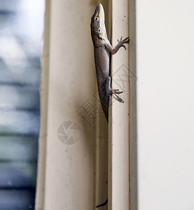 BrownAnole 在窗口框架中转换窗台栖息后院蜥蜴爬虫热带冷血野生动物窗户图片