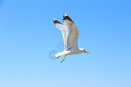 飞行海鸥对着蓝天图片