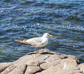 坐在岩石上的海鸥石头蓝色自由海滩翅膀荒野海鸟海洋眼睛阴影图片
