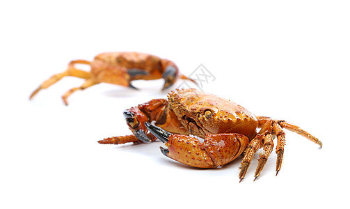 两只海鲜红螃蟹 被一只白色的海鲜动物荒野宏观海洋野生动物橙子海滩食物甲壳图片
