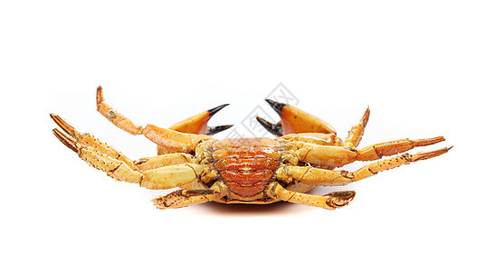 海产海鲜红螃蟹 孤立在白色背景上荒野动物甲壳野生动物宏观橙子海洋食物海滩图片