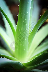 Aloe 阴阳生长草本植物化妆品叶子绿色草本植物医疗背景图片