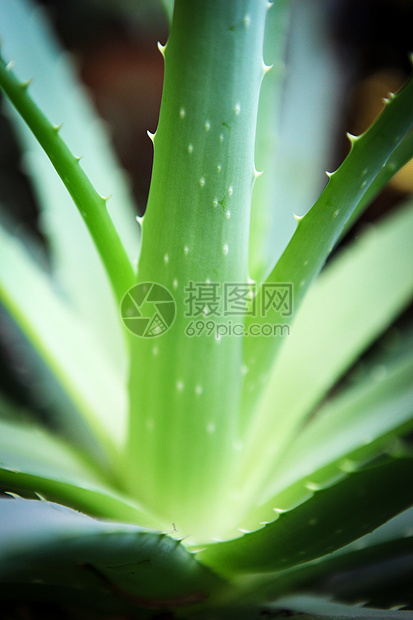 Aloe 阴阳生长草本植物化妆品叶子绿色草本植物医疗图片