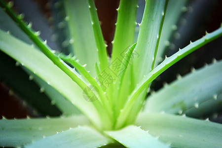 Aloe 阴阳叶子草本绿色化妆品医疗植物草本植物生长图片